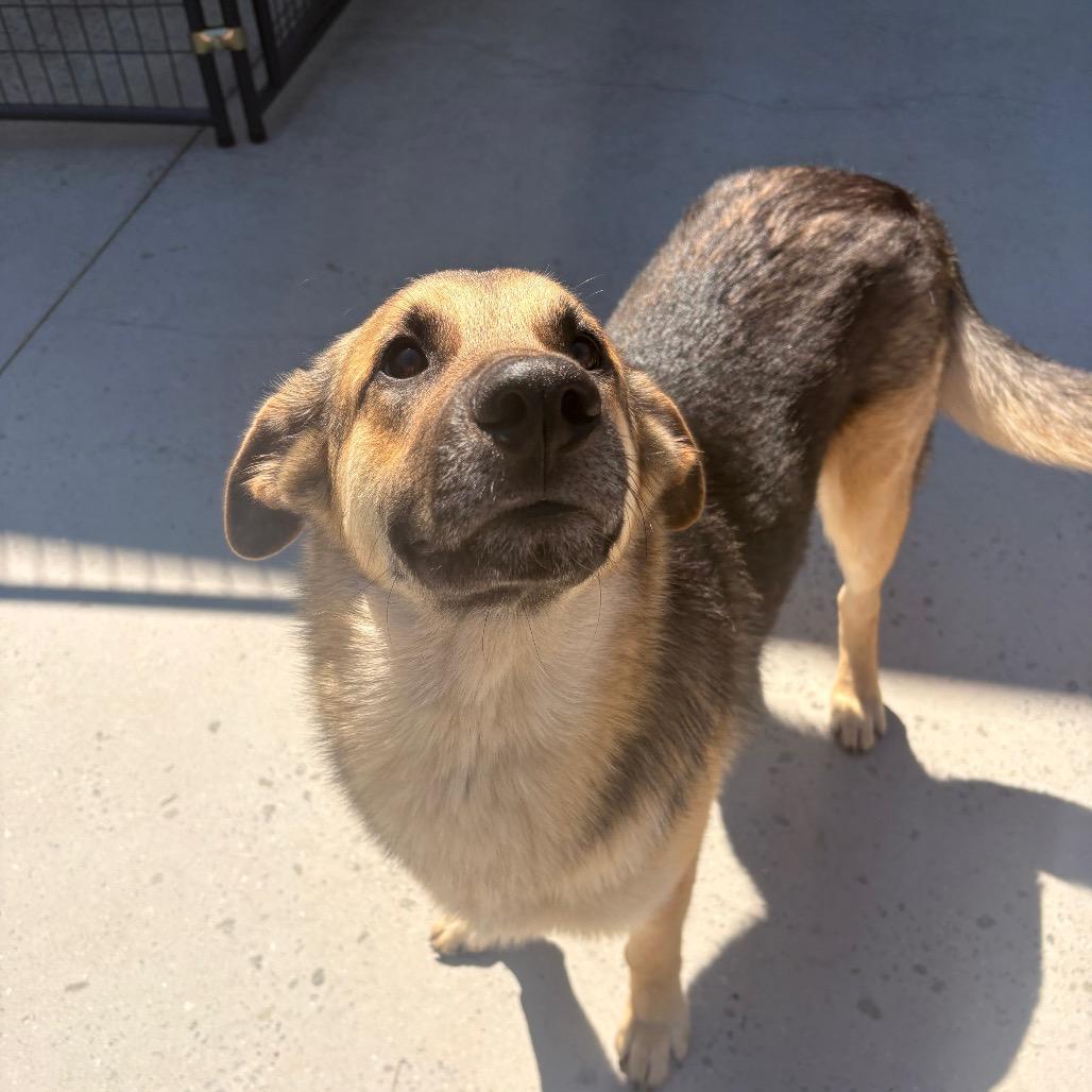 Enlarge Yukon, a Adoptable Mixed Breed in Winston-Salem, NC image 2/3