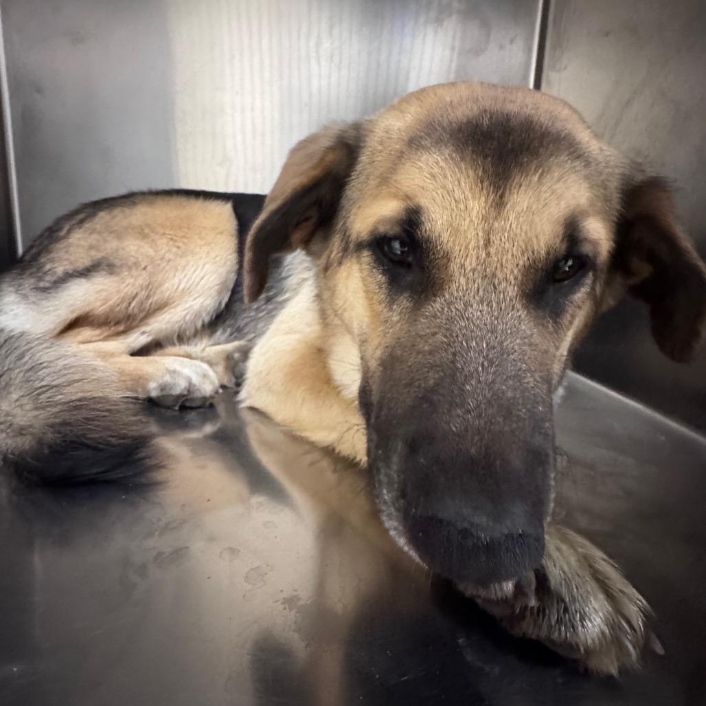 Enlarge Yukon, a Adoptable Mixed Breed in Winston-Salem, NC image 3/3