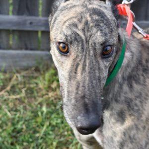 O YA FIRE AWAY, Adoptable, Adult Male Greyhound.