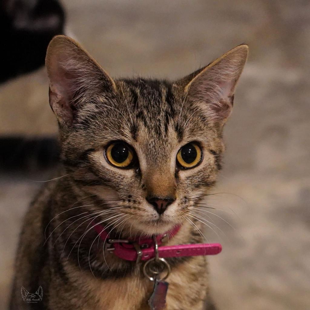 Draxy, Adoptable, Adult Male Domestic Short Hair.