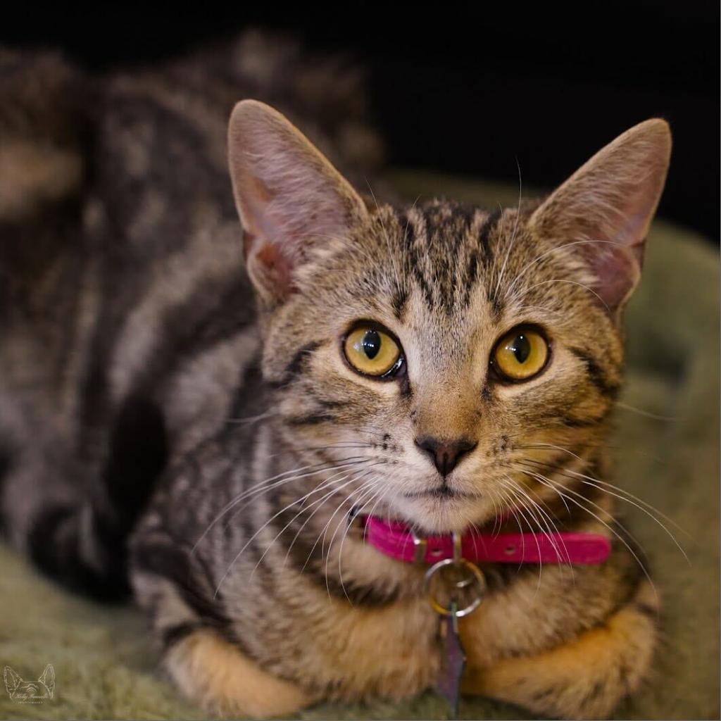 Enlarge Draxy, a Adoptable Domestic Short Hair in Howard beach, NY image 2/6