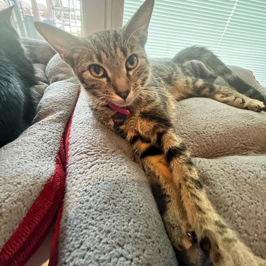 Enlarge Draxy, a Adoptable Domestic Short Hair in Howard beach, NY image 3/6