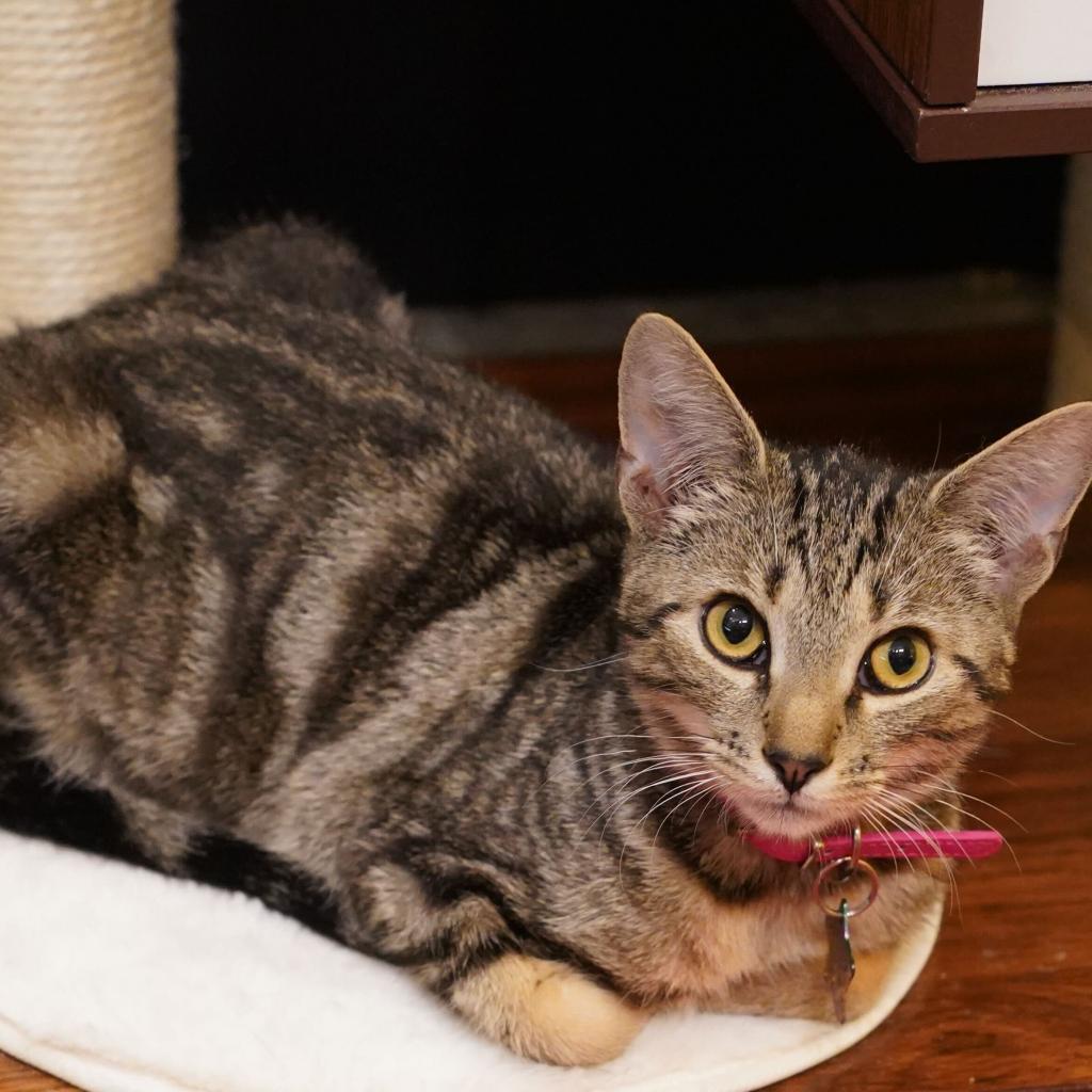 Enlarge Draxy, a Adoptable Domestic Short Hair in Howard beach, NY image 4/6