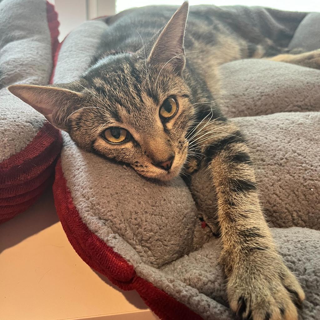 Enlarge Draxy, a Adoptable Domestic Short Hair in Howard beach, NY image 5/6