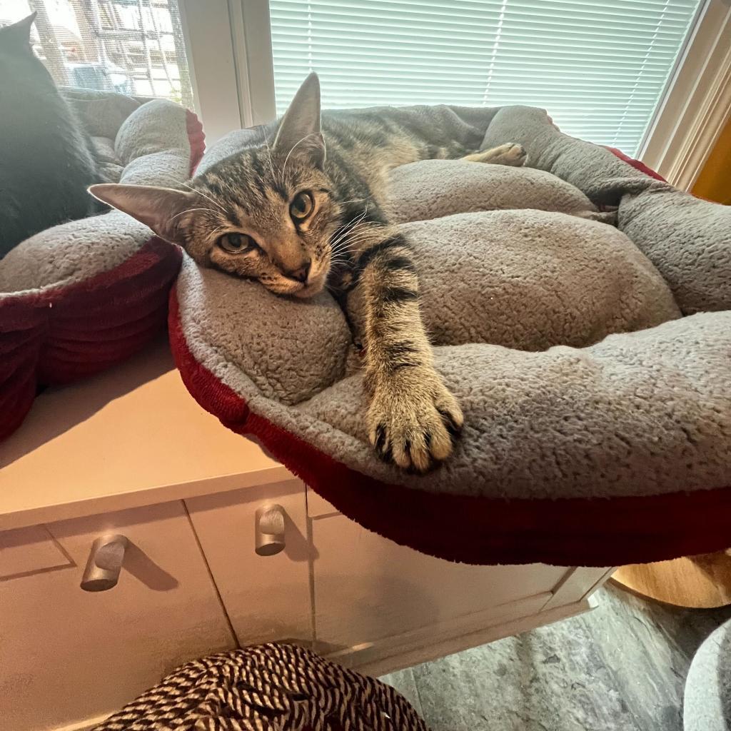 Enlarge Draxy, a Adoptable Domestic Short Hair in Howard beach, NY image 6/6