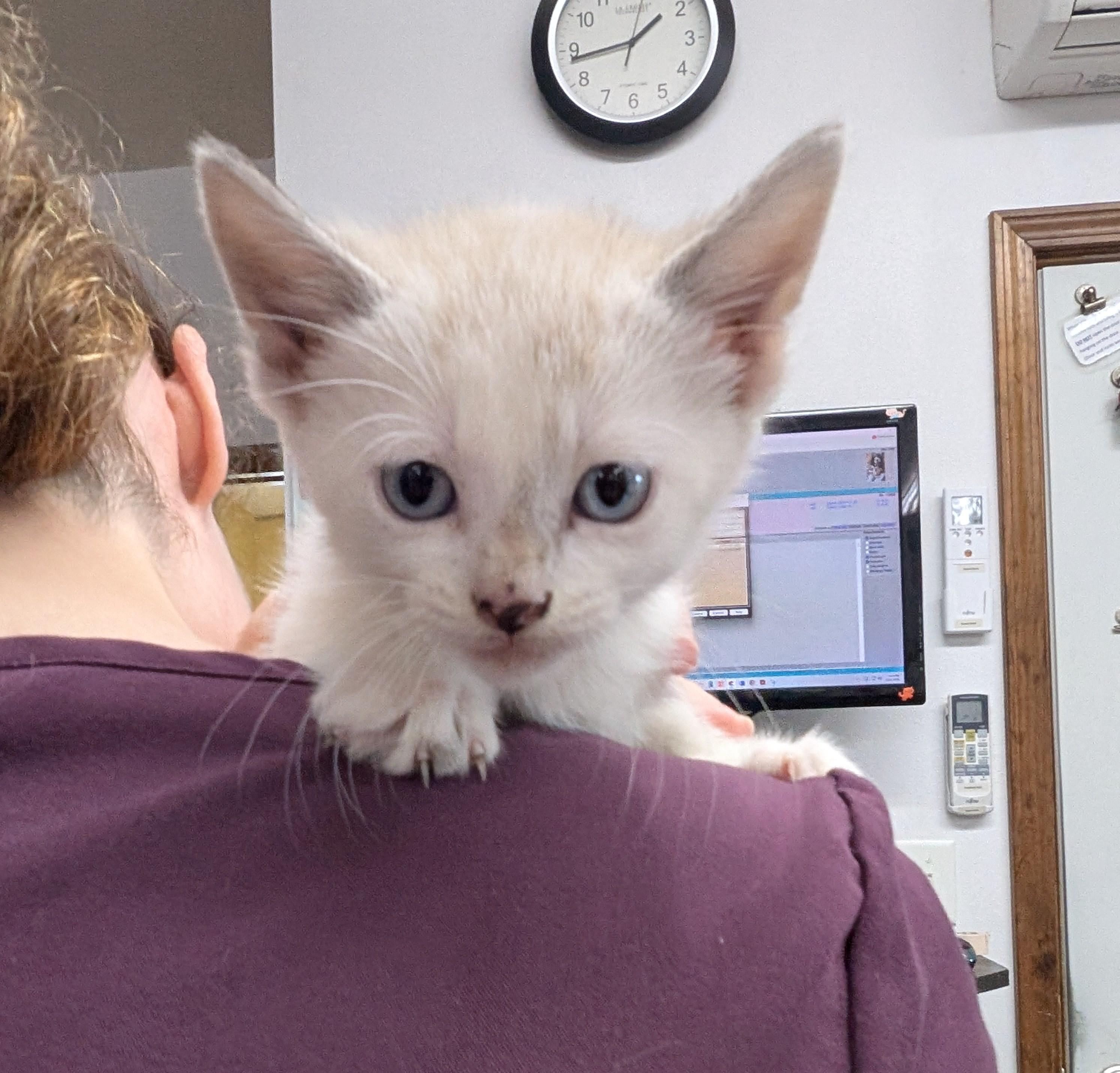 Marnie, Adoptable, Young Female Domestic Short Hair.