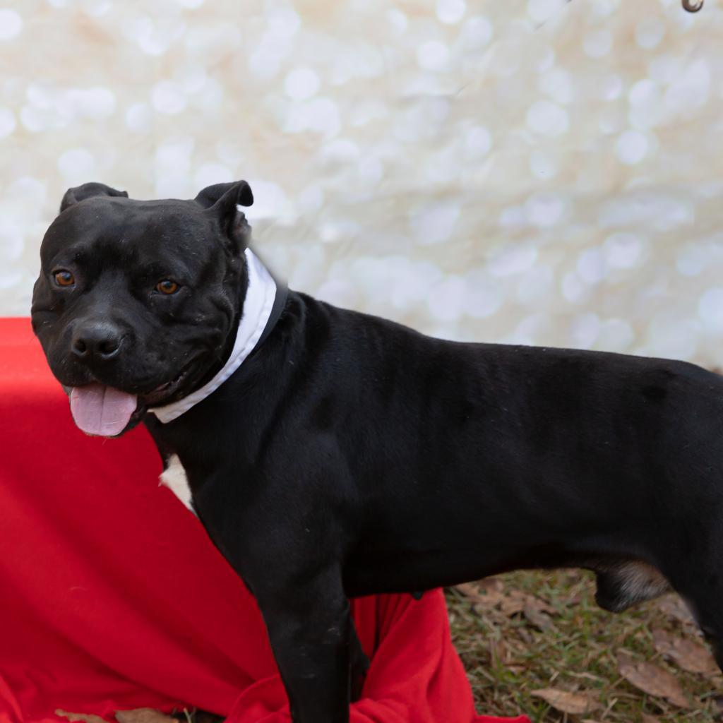 Buddy boy, Adoptable, Adult Male American Staffordshire Terrier.