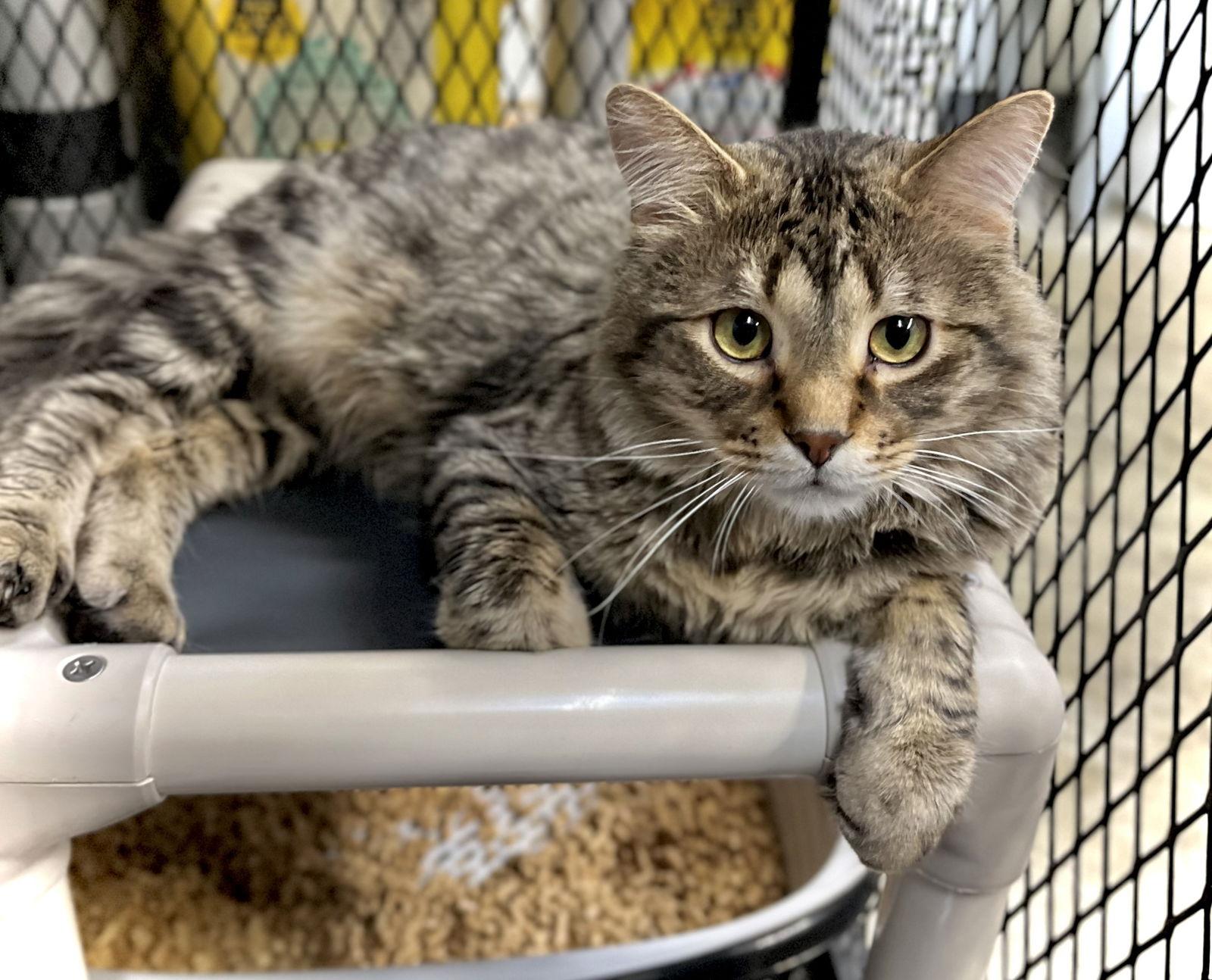 Enlarge Tiptree, a Adoptable Domestic Long Hair in Estherville, IA image 1/3