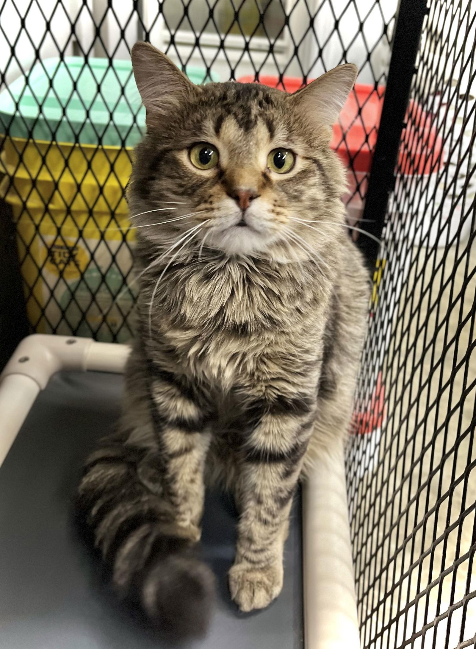 Enlarge Tiptree, a Adoptable Domestic Long Hair in Estherville, IA image 2/3