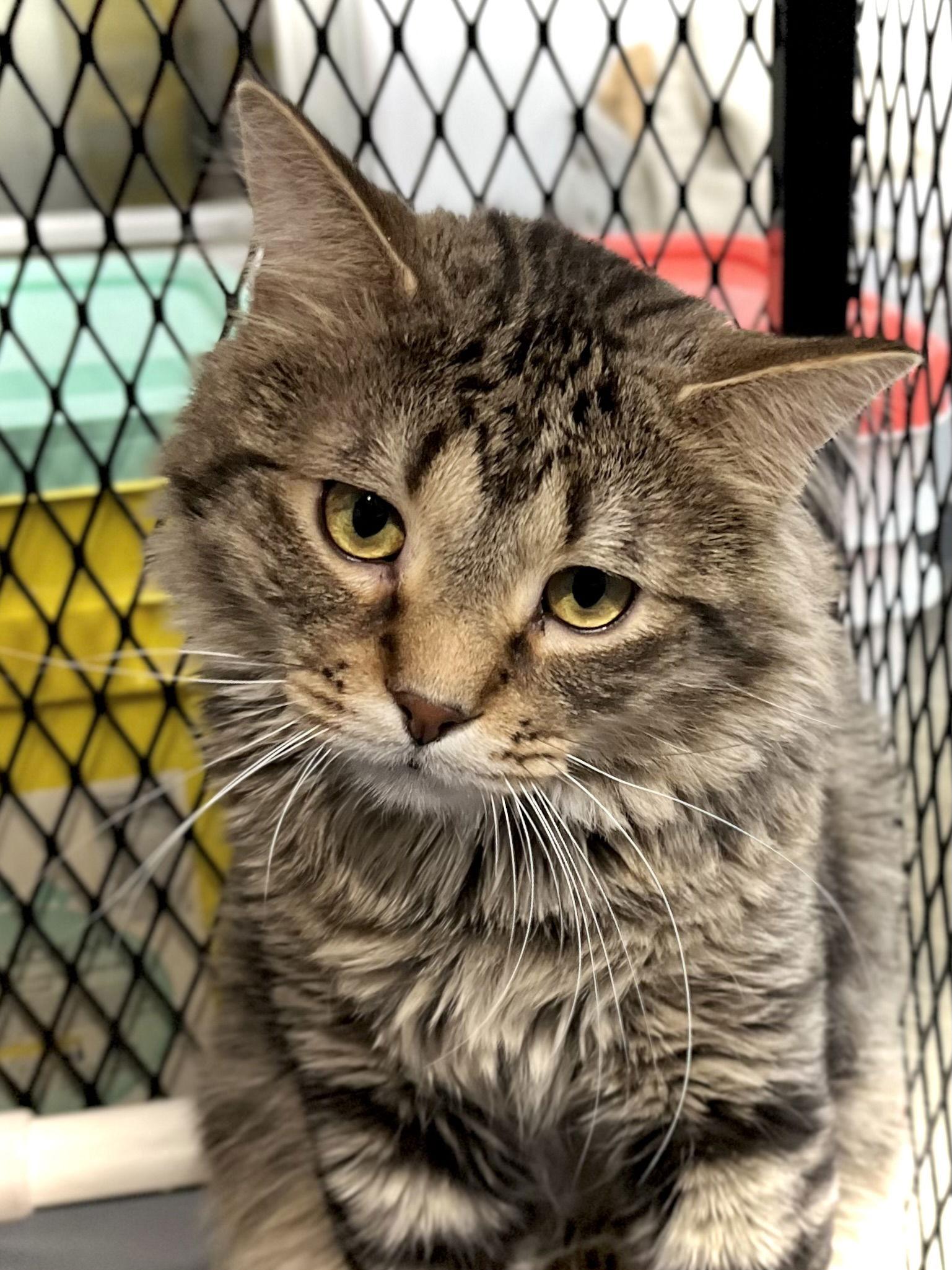 Enlarge Tiptree, a Adoptable Domestic Long Hair in Estherville, IA image 3/3