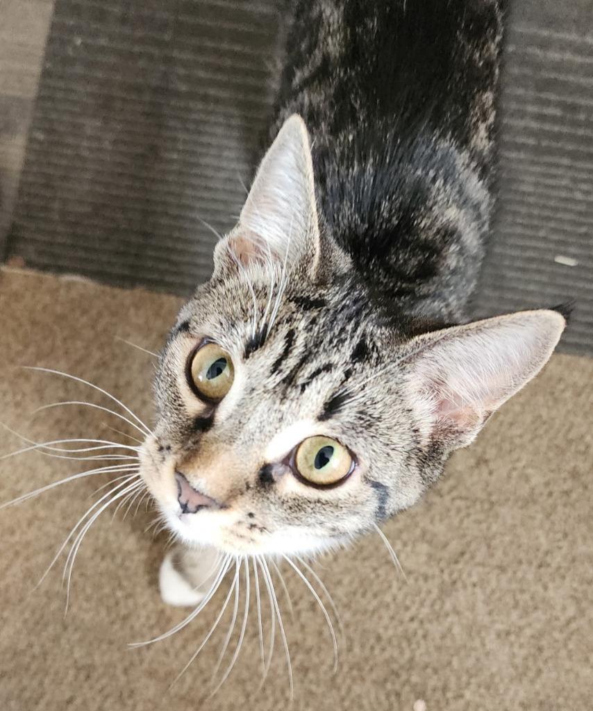 Sugar Cookie, a Adoptable mixed breed in Warren, MI image 1/3