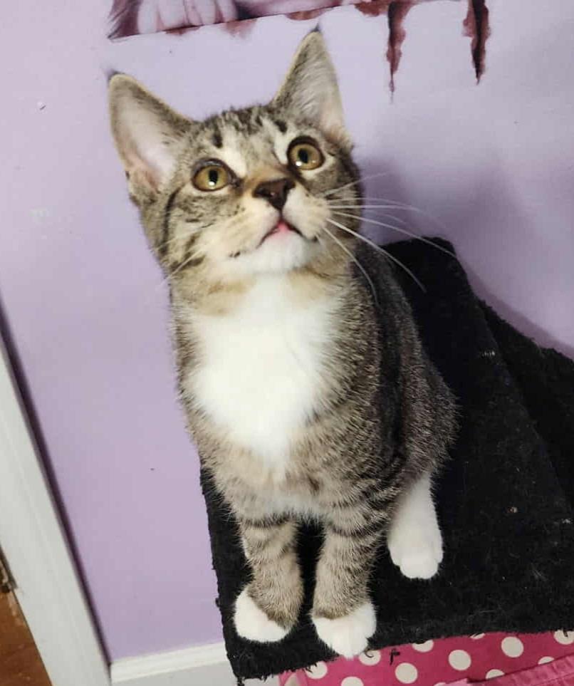 Sugar Cookie, a Adoptable mixed breed in Warren, MI image 2/3