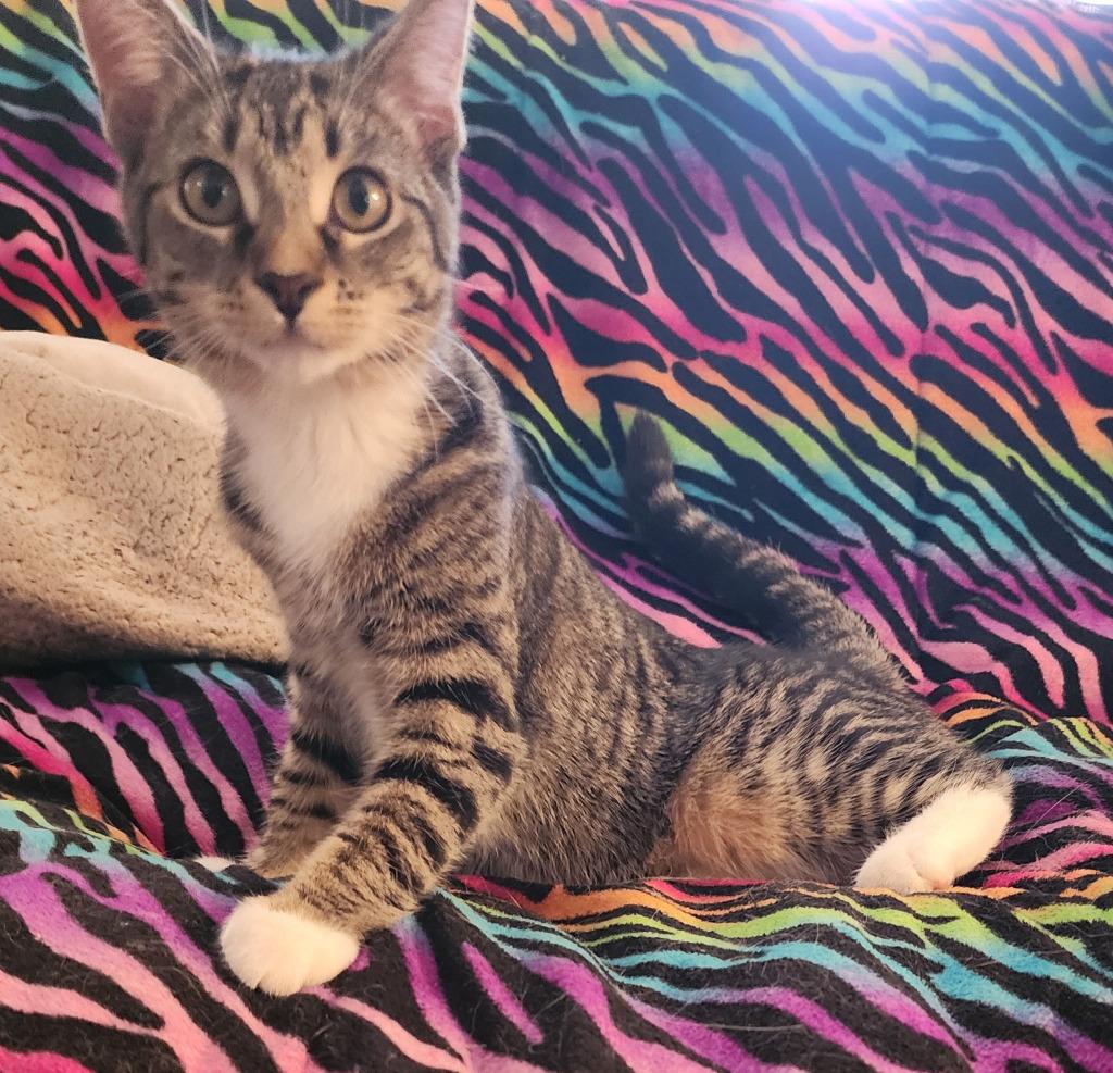 Enlarge Sugar Cookie, a Adopted mixed breed in Warren, MI image 2/3