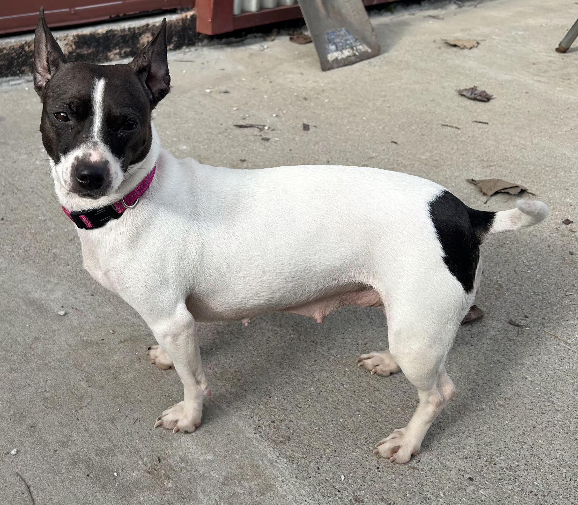 Enlarge Jade, a ADOPTABLE mixed breed in Lexington, KY image 2/2