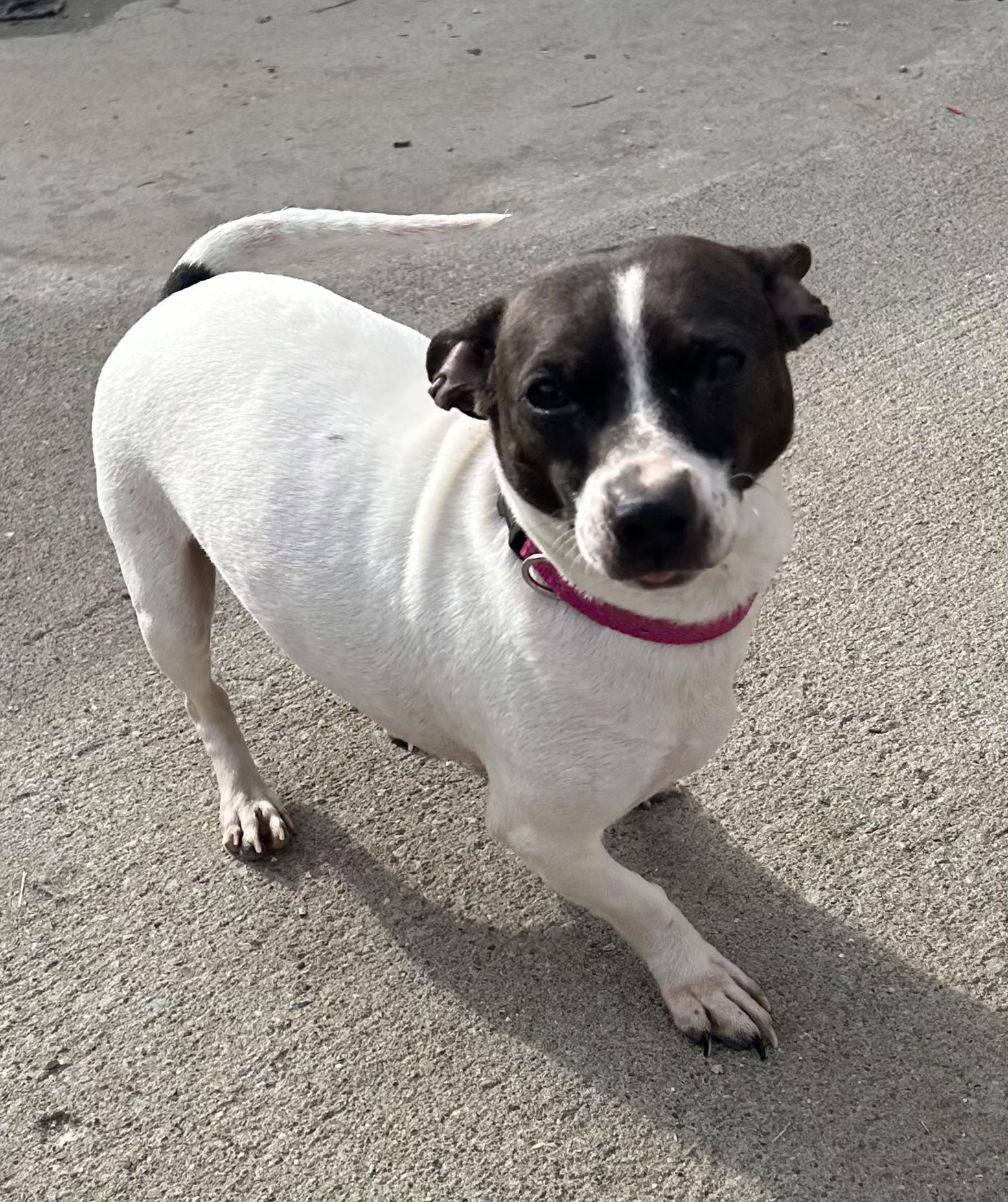 Jade, ADOPTABLE, Young Female Rat Terrier & Dachshund.
