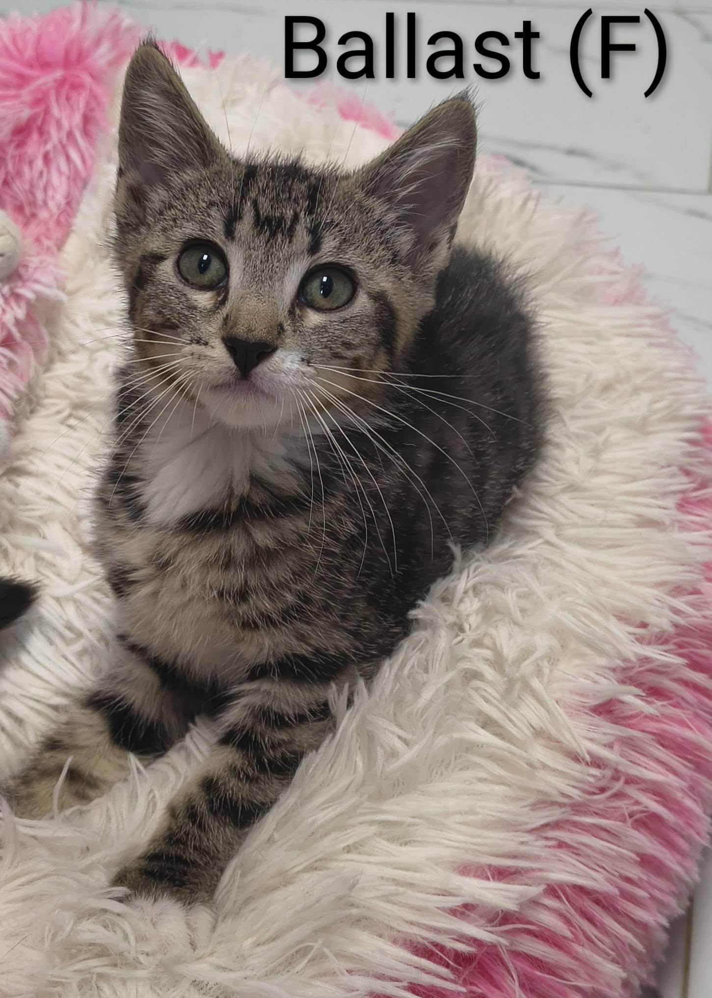 Ballast, a Adopted Domestic Short Hair in Saugerties, NY image 3/3
