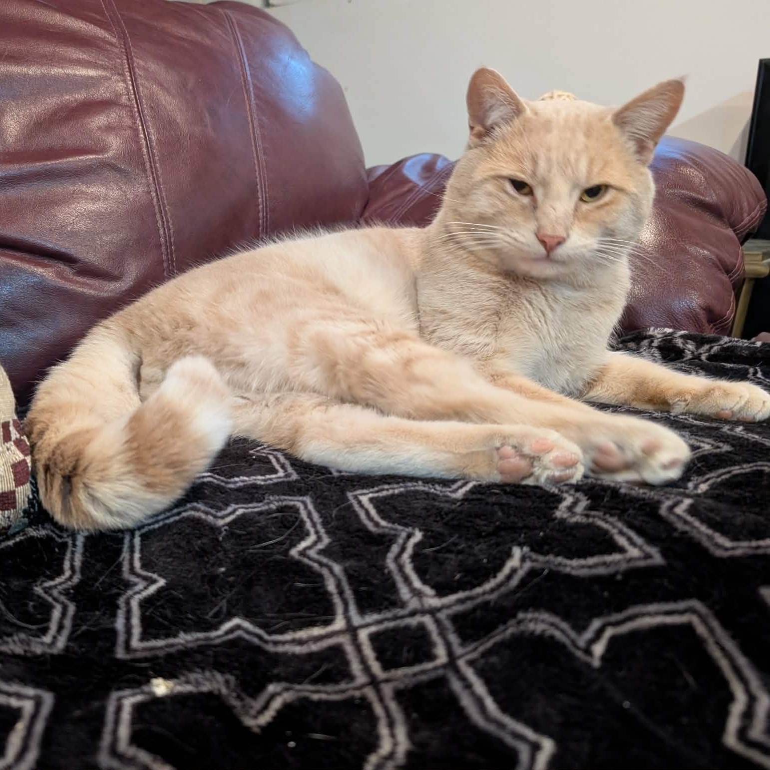Enlarge Garfield, an adopted Domestic Short Hair in Edmonton, AB image 5/5