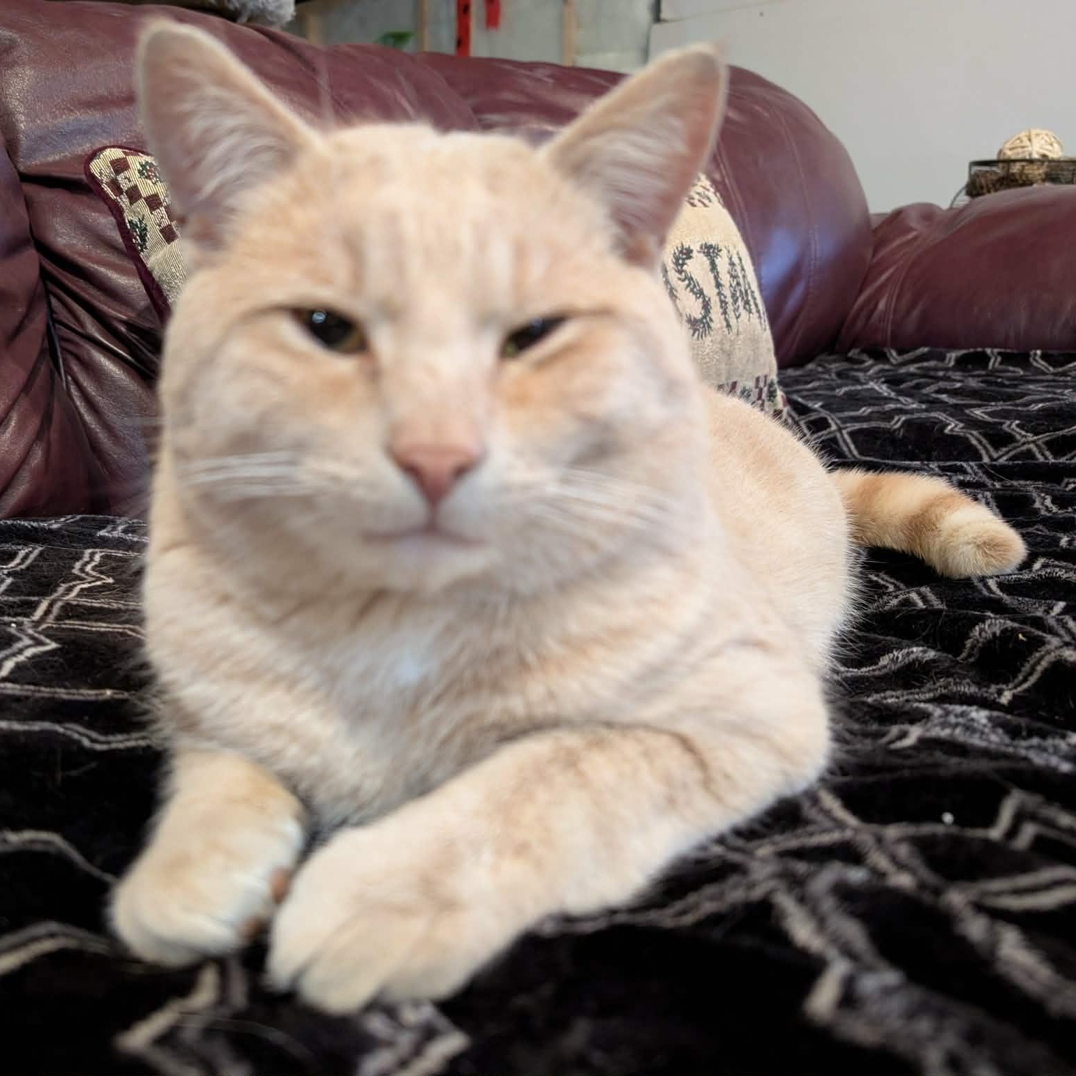 Enlarge Garfield, an adopted Domestic Short Hair in Edmonton, AB image 2/5