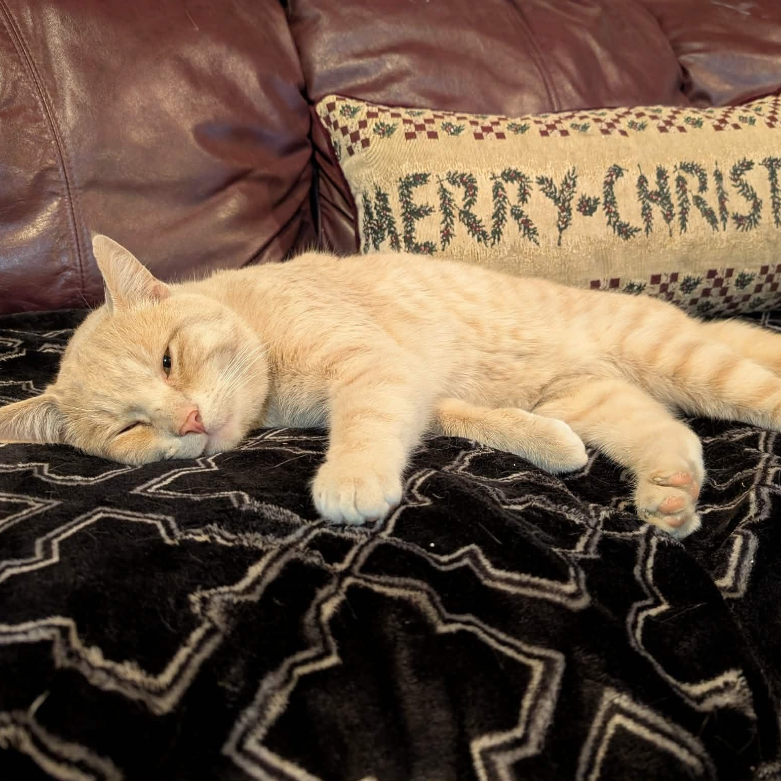 Enlarge Garfield, an adopted Domestic Short Hair in Edmonton, AB image 4/5