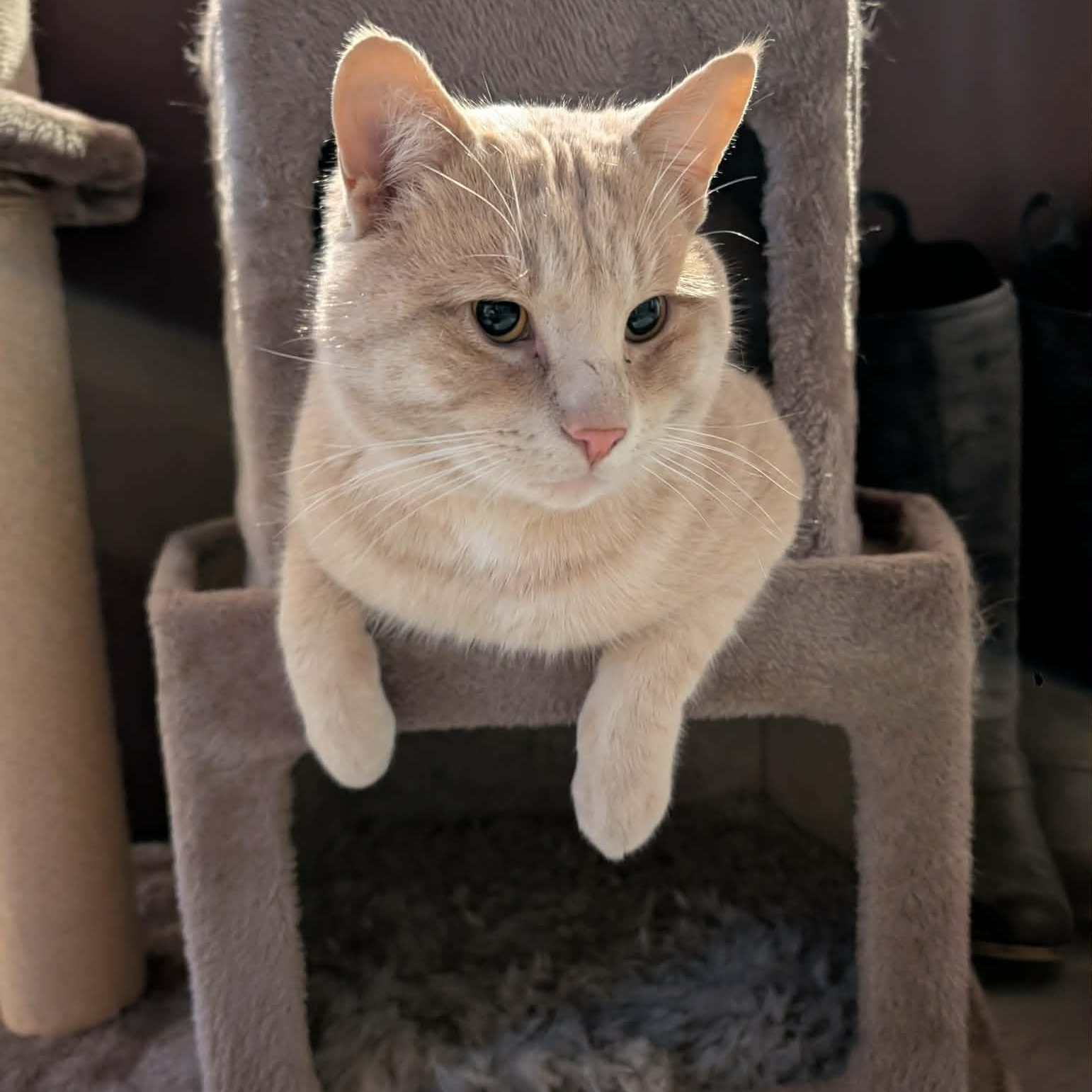 Enlarge Garfield, an adopted Domestic Short Hair in Edmonton, AB image 3/5