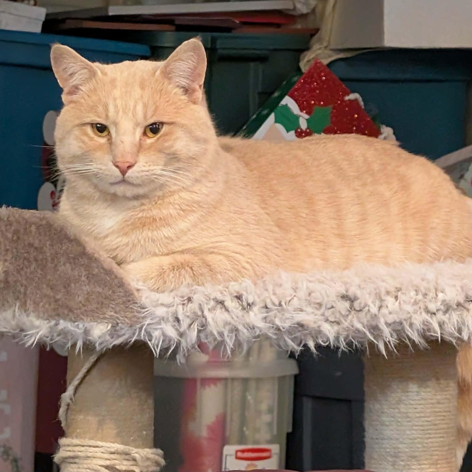 Enlarge Garfield, an adopted Domestic Short Hair in Edmonton, AB image 1/5