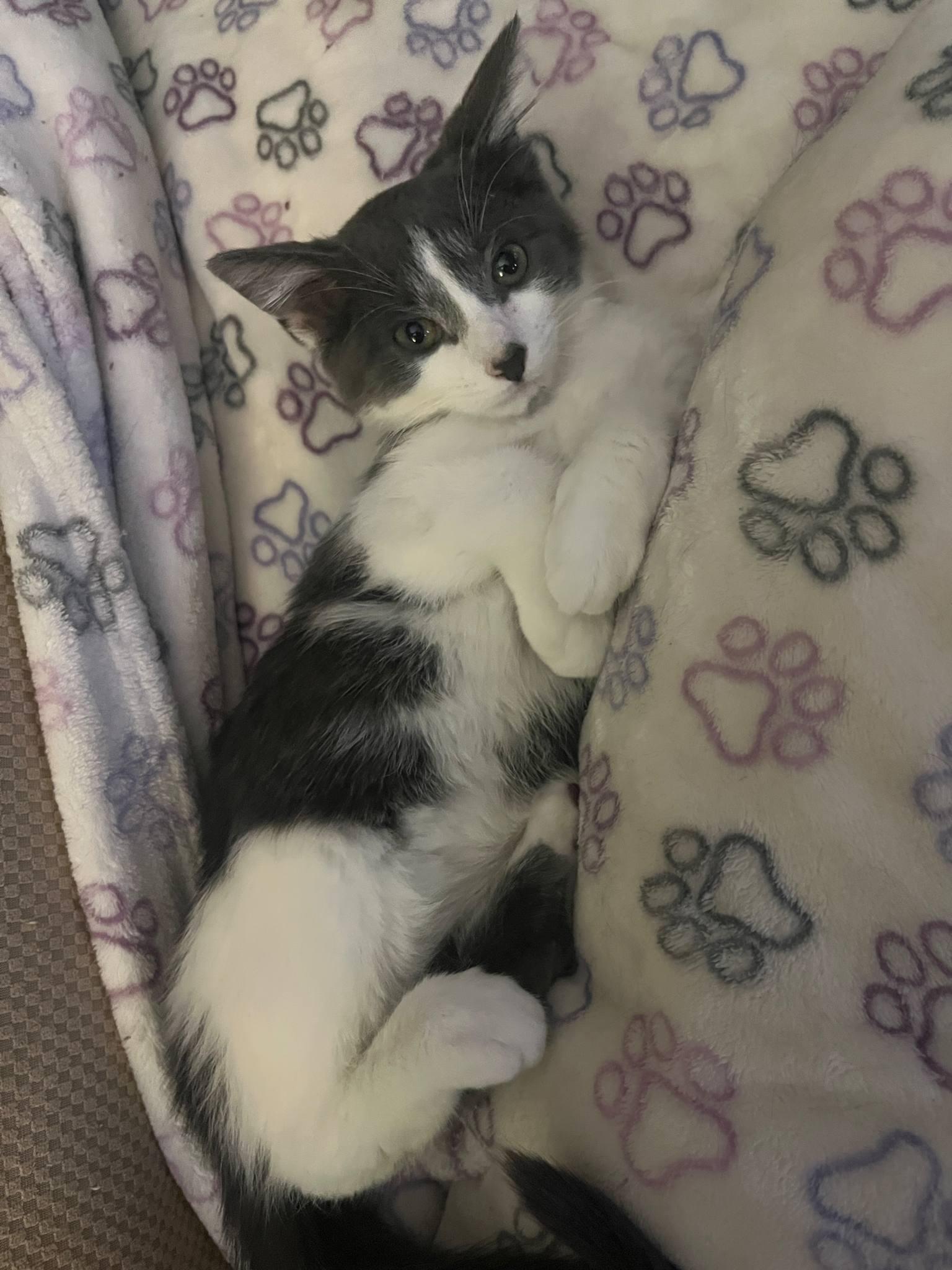 Finch, Young Male Domestic Short Hair