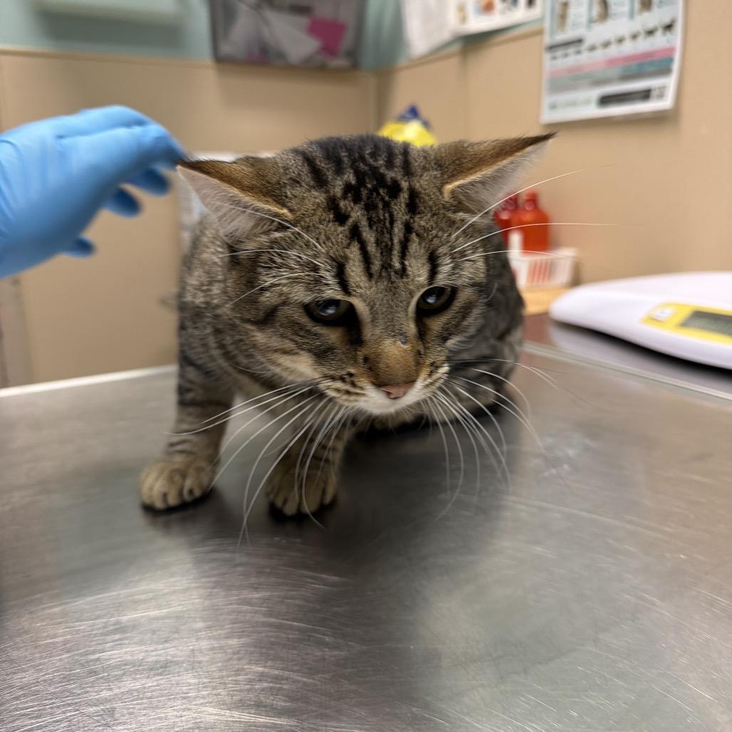 Uncle Waldo, Adoptable, Adult Male Domestic Short Hair.