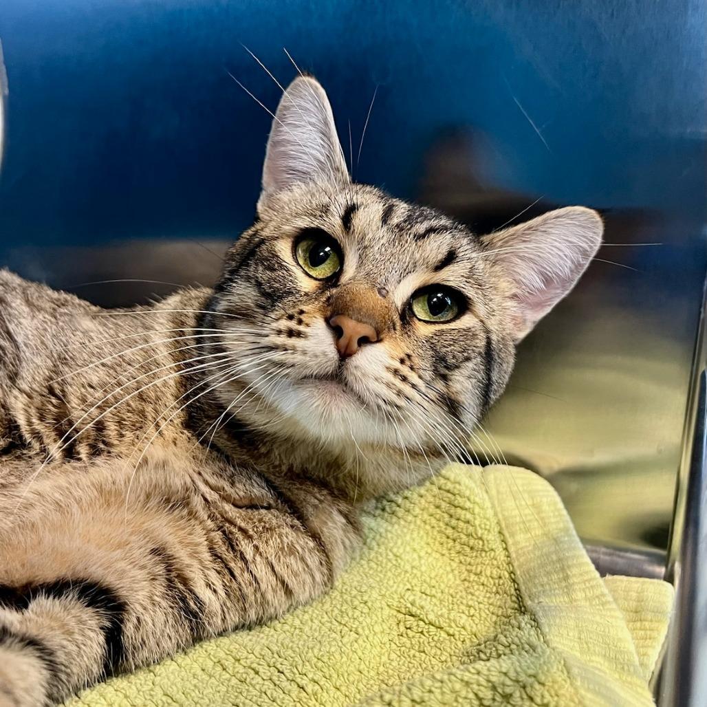 Enlarge Uncle Waldo, a Adoptable Domestic Short Hair in Tacoma, WA image 2/2