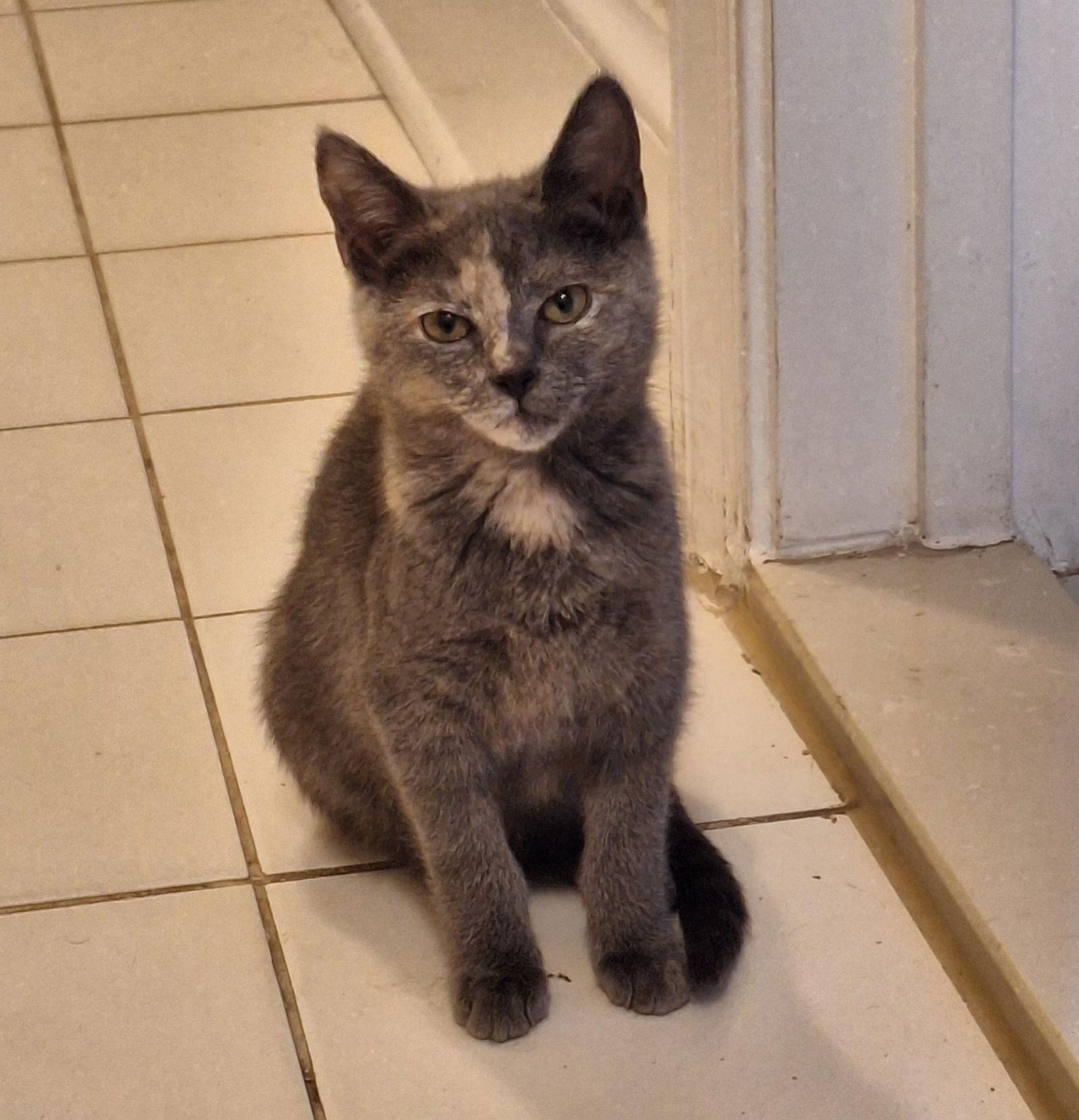 Catalina — thumbnail 2