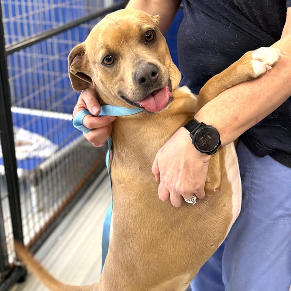 Enlarge Sarge, a Adoptable Mixed Breed in DeKalb, IL image 1/5