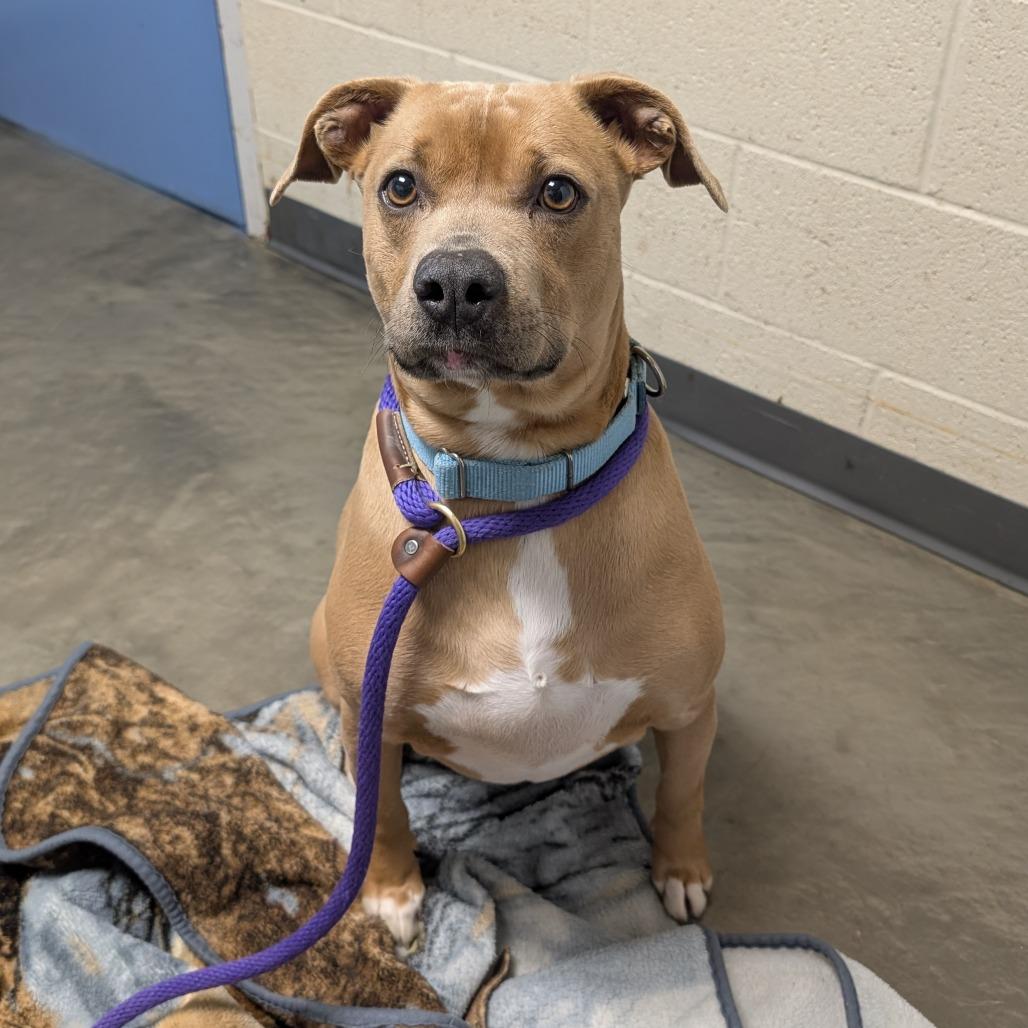 Enlarge Sarge, a Adoptable Mixed Breed in DeKalb, IL image 2/5