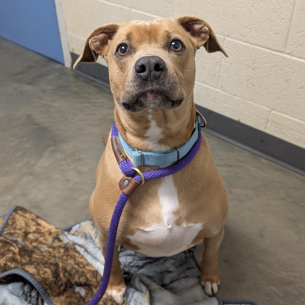 Enlarge Sarge, a Adoptable Mixed Breed in DeKalb, IL image 3/5