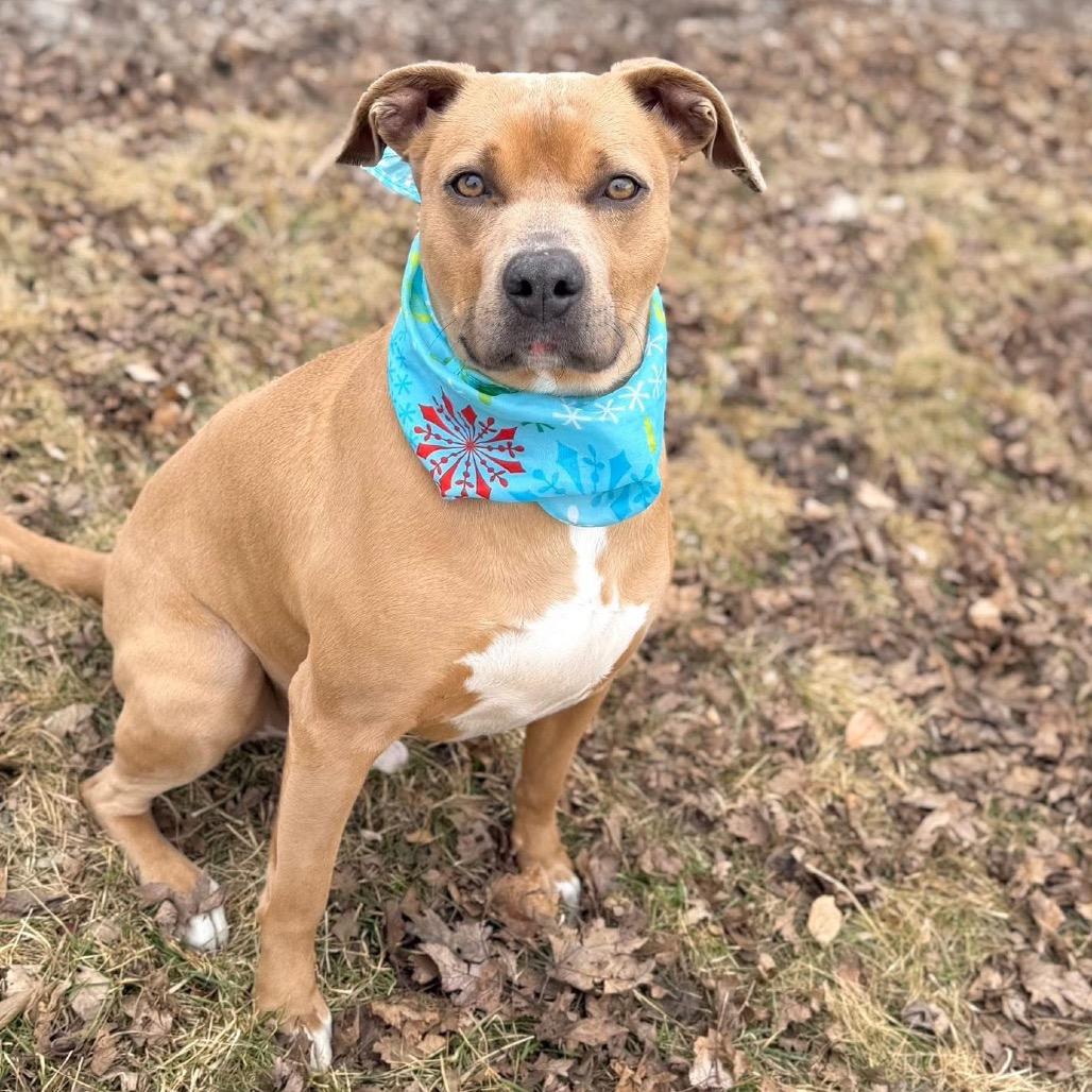 Enlarge Sarge, a Adoptable Mixed Breed in DeKalb, IL image 4/5