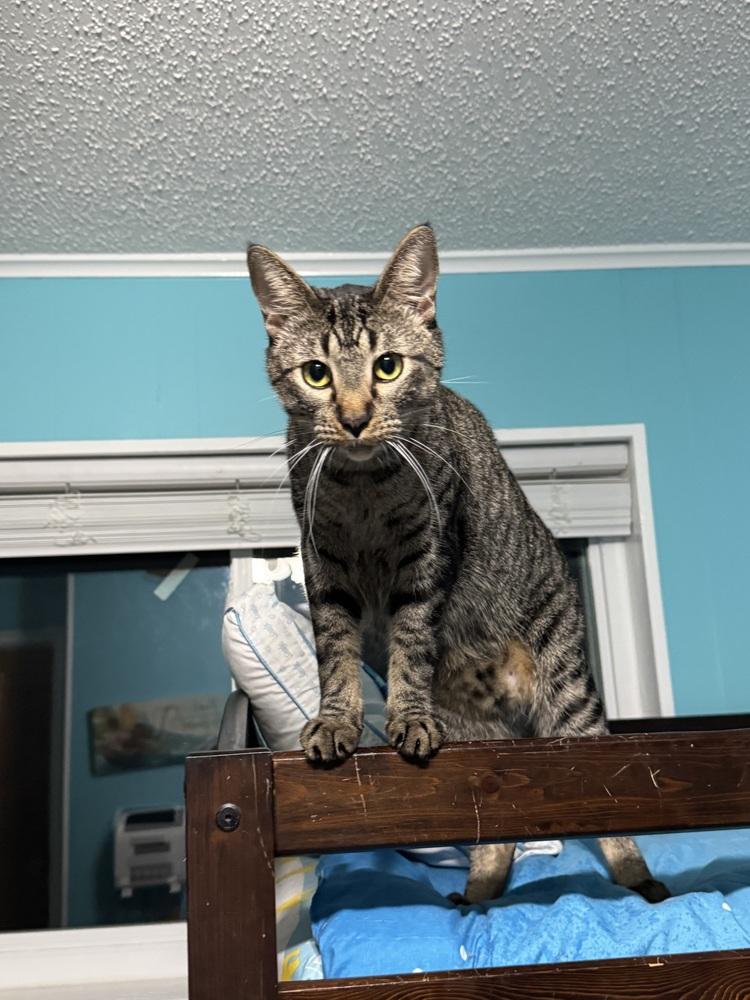 Kirkland 6273, Adoptable, Adult Male Domestic Short Hair.