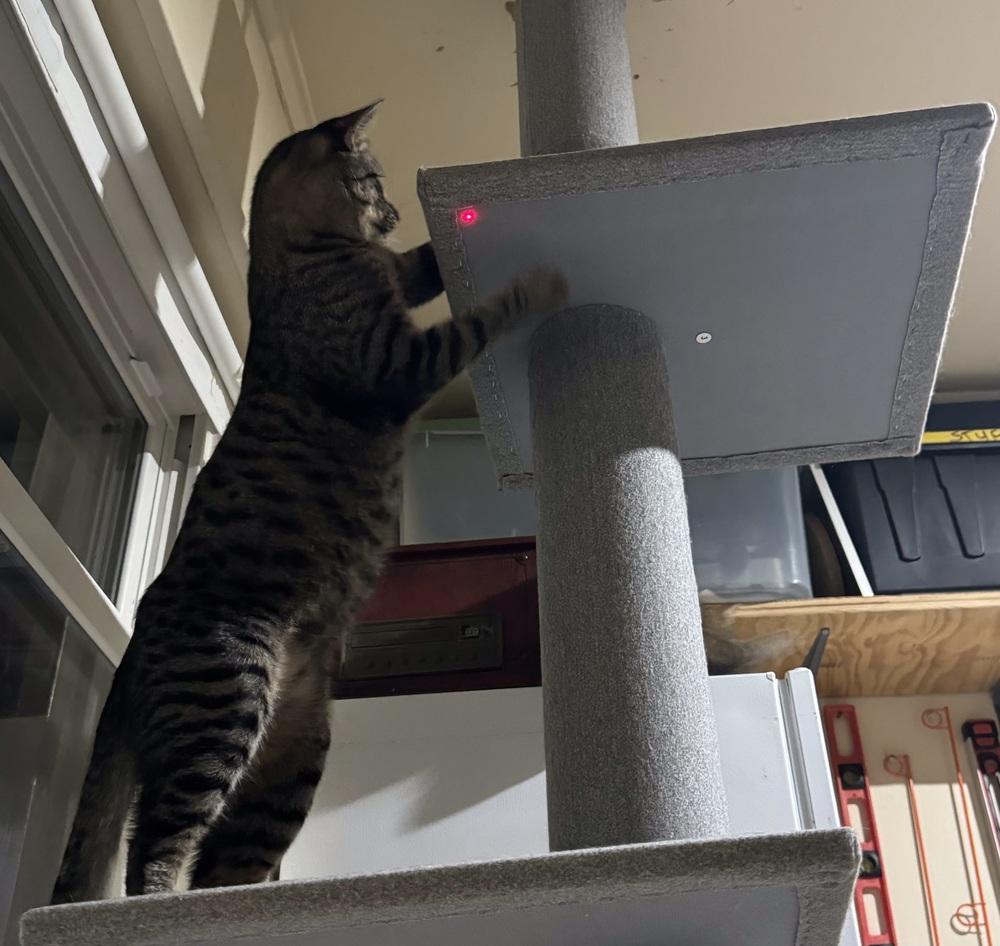 Enlarge Kirkland 6273, a Adoptable Domestic Short Hair in Dallas, TX image 2/6