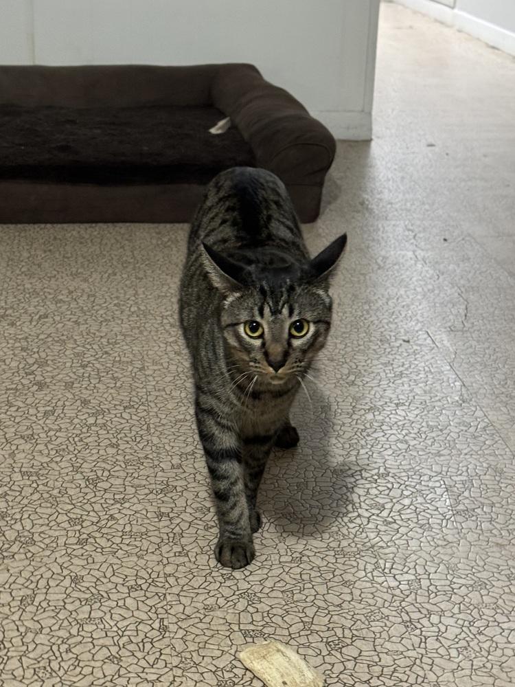 Enlarge Kirkland 6273, a Adoptable Domestic Short Hair in Dallas, TX image 4/6