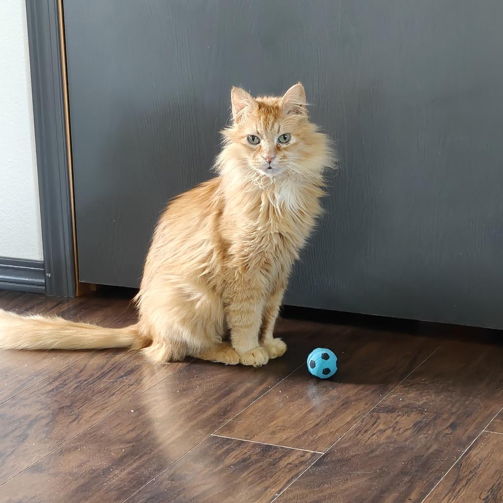 Enlarge Otis, a Adoptable Domestic Medium Hair in Allyn, WA image 1/4
