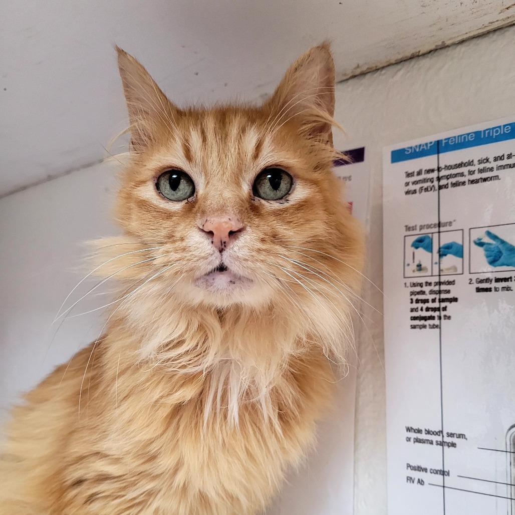 Enlarge Otis, a Adoptable Domestic Medium Hair in Allyn, WA image 2/4