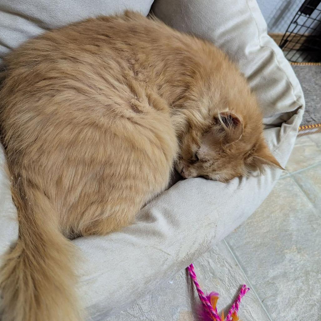 Enlarge Otis, a Adoptable Domestic Medium Hair in Allyn, WA image 3/4