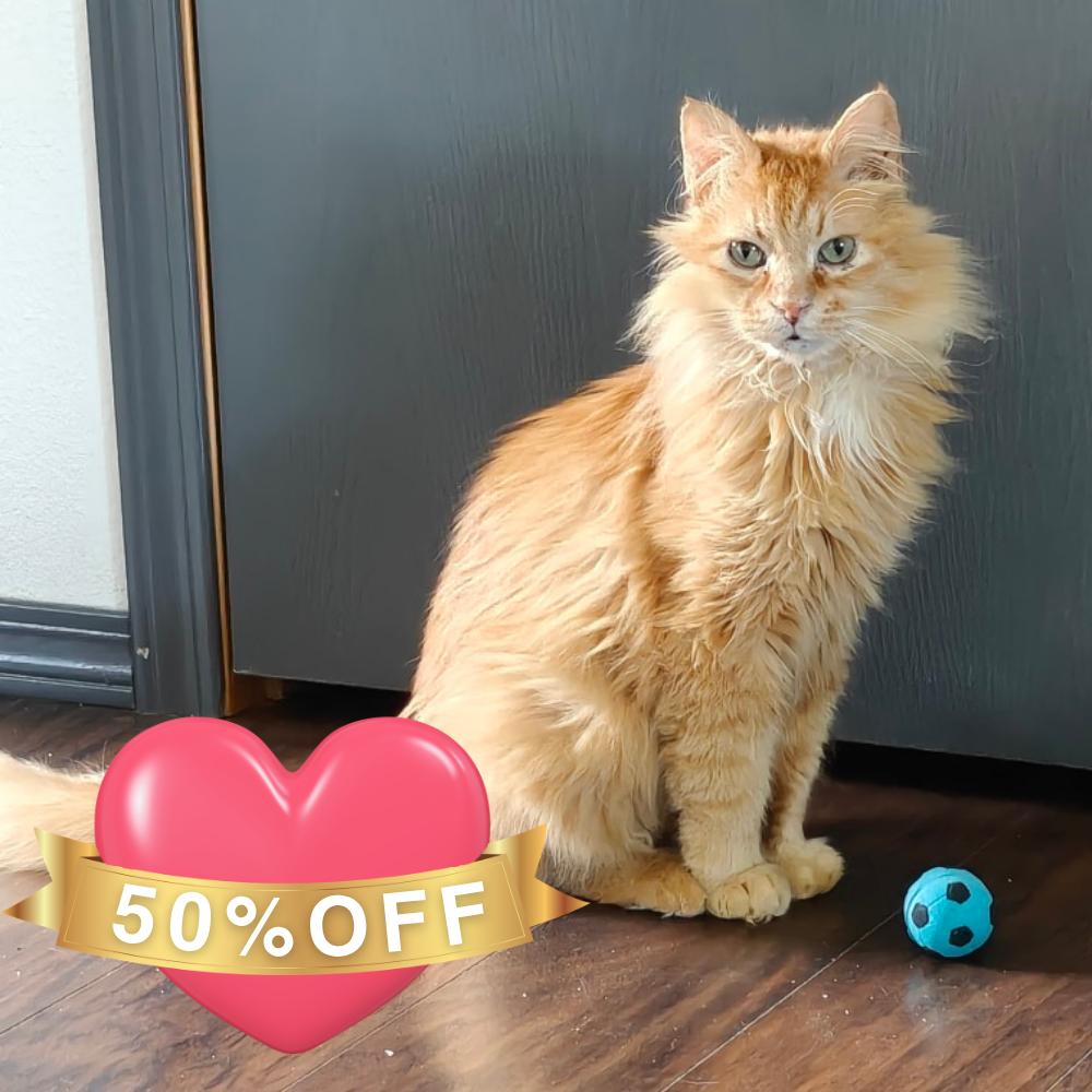 Enlarge Otis, a Adoptable Domestic Medium Hair in Allyn, WA image 4/4