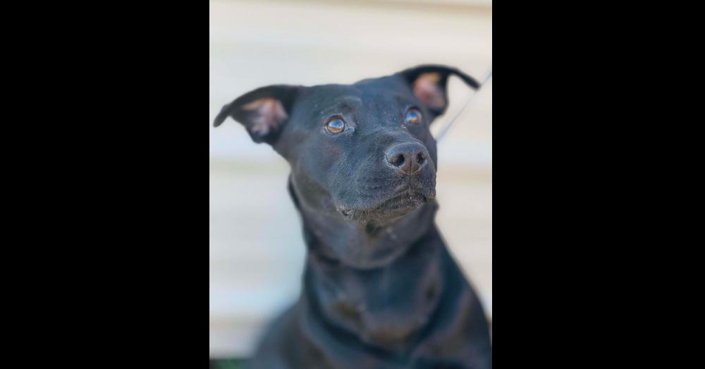 Magic, Adoptable, Adult Male Labrador Retriever.