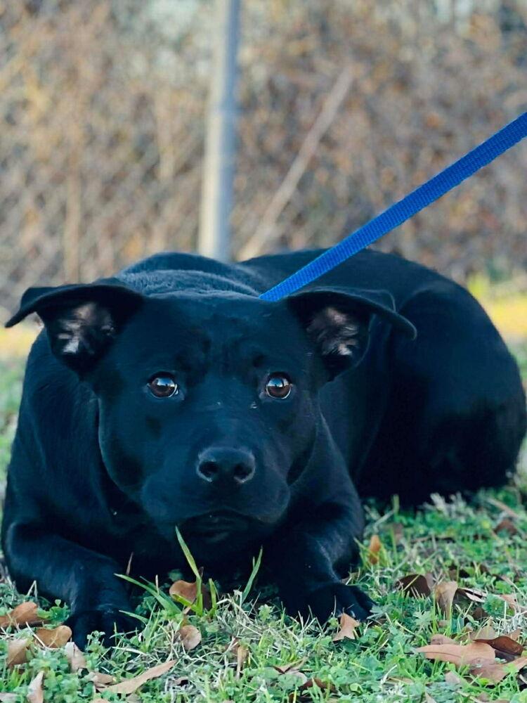 Magic, a Adoptable mixed breed in Naperville, IL image 2/3