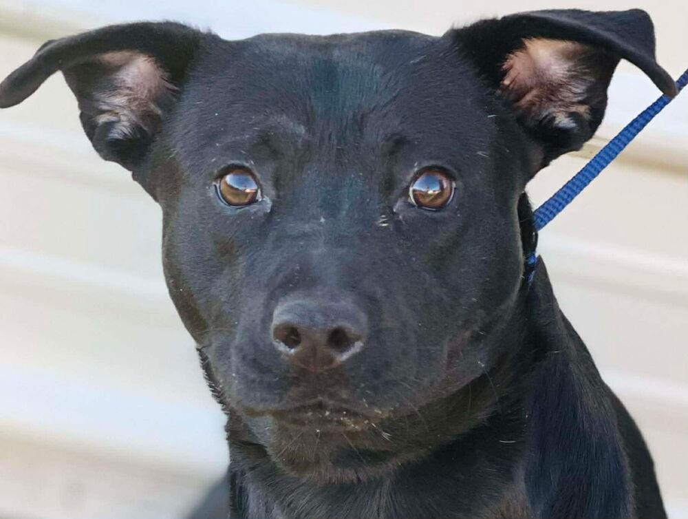 Magic, a Adoptable mixed breed in Naperville, IL image 3/3