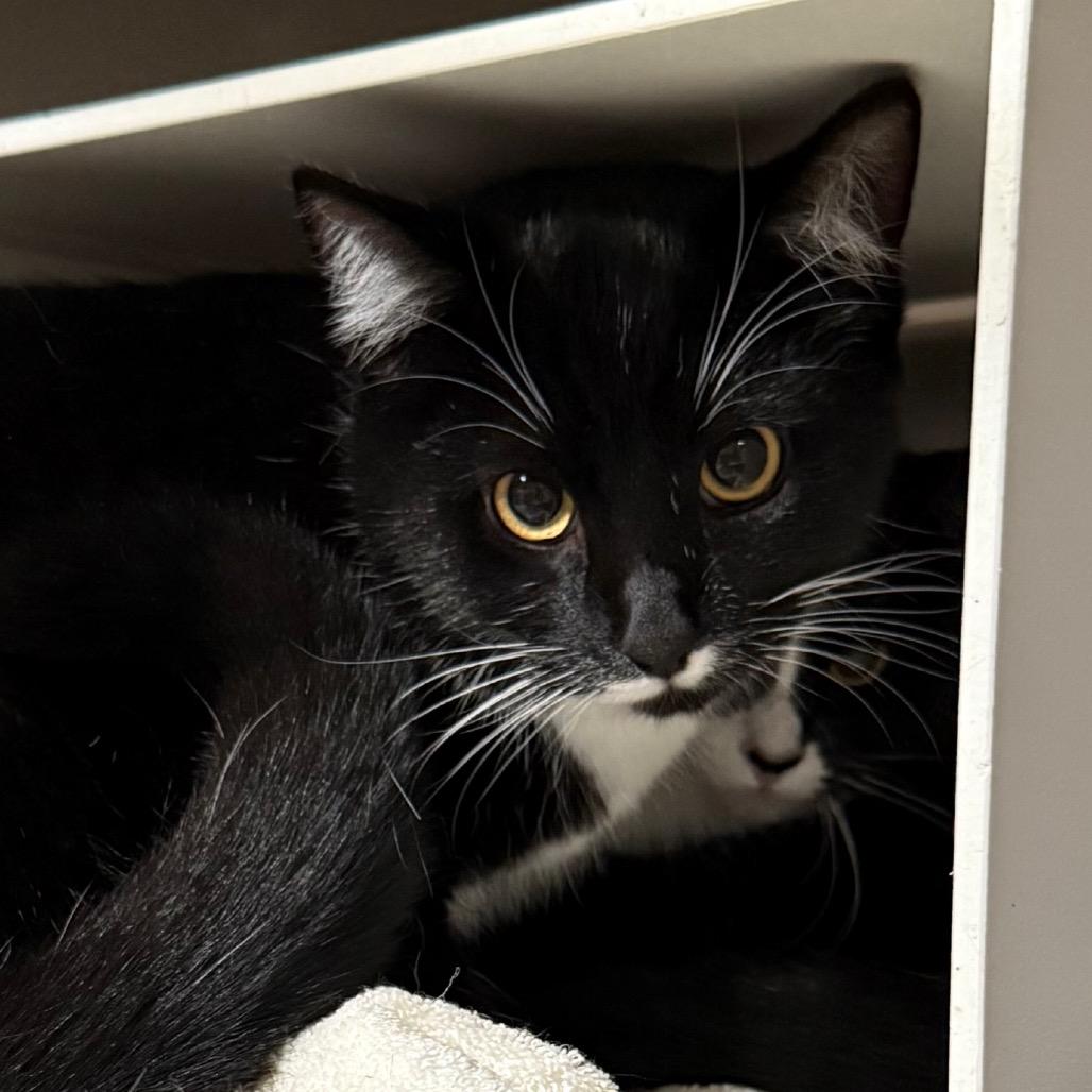 Stache, Adoptable, Young Male Domestic Short Hair.