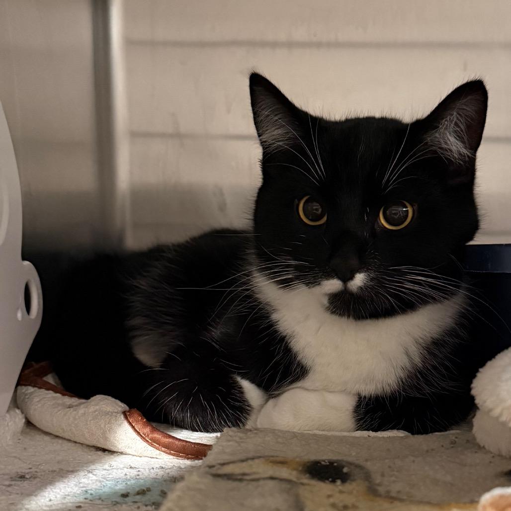 Enlarge Stache, a Adoptable Domestic Short Hair in Cedaredge, CO image 2/3