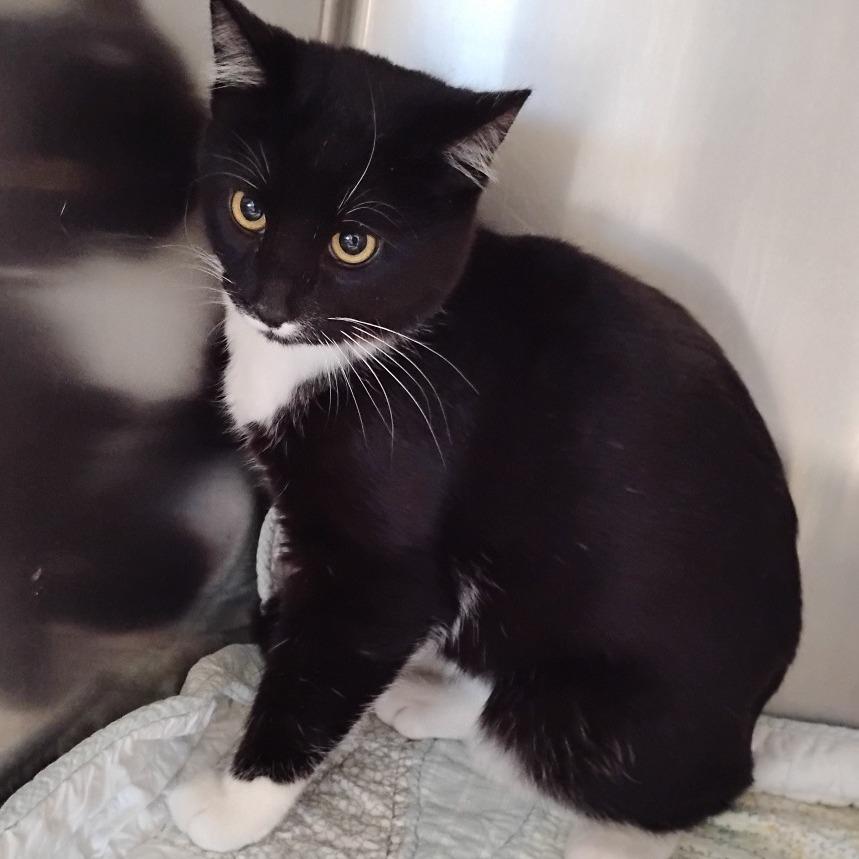 Enlarge Stache, a Adoptable Domestic Short Hair in Cedaredge, CO image 3/3