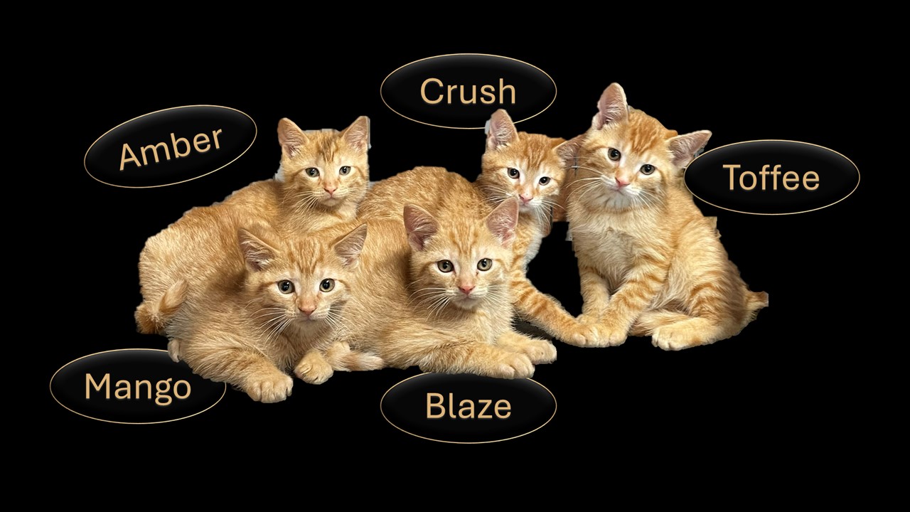 Crush, Adopted, Kitten Male Tabby.