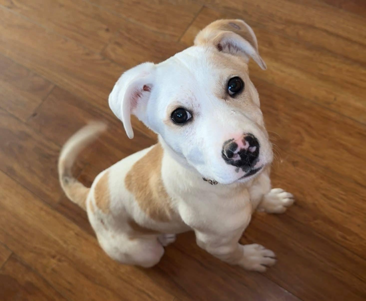 Champagne , an adopted mixed breed in Sioux City, IA image 6/6