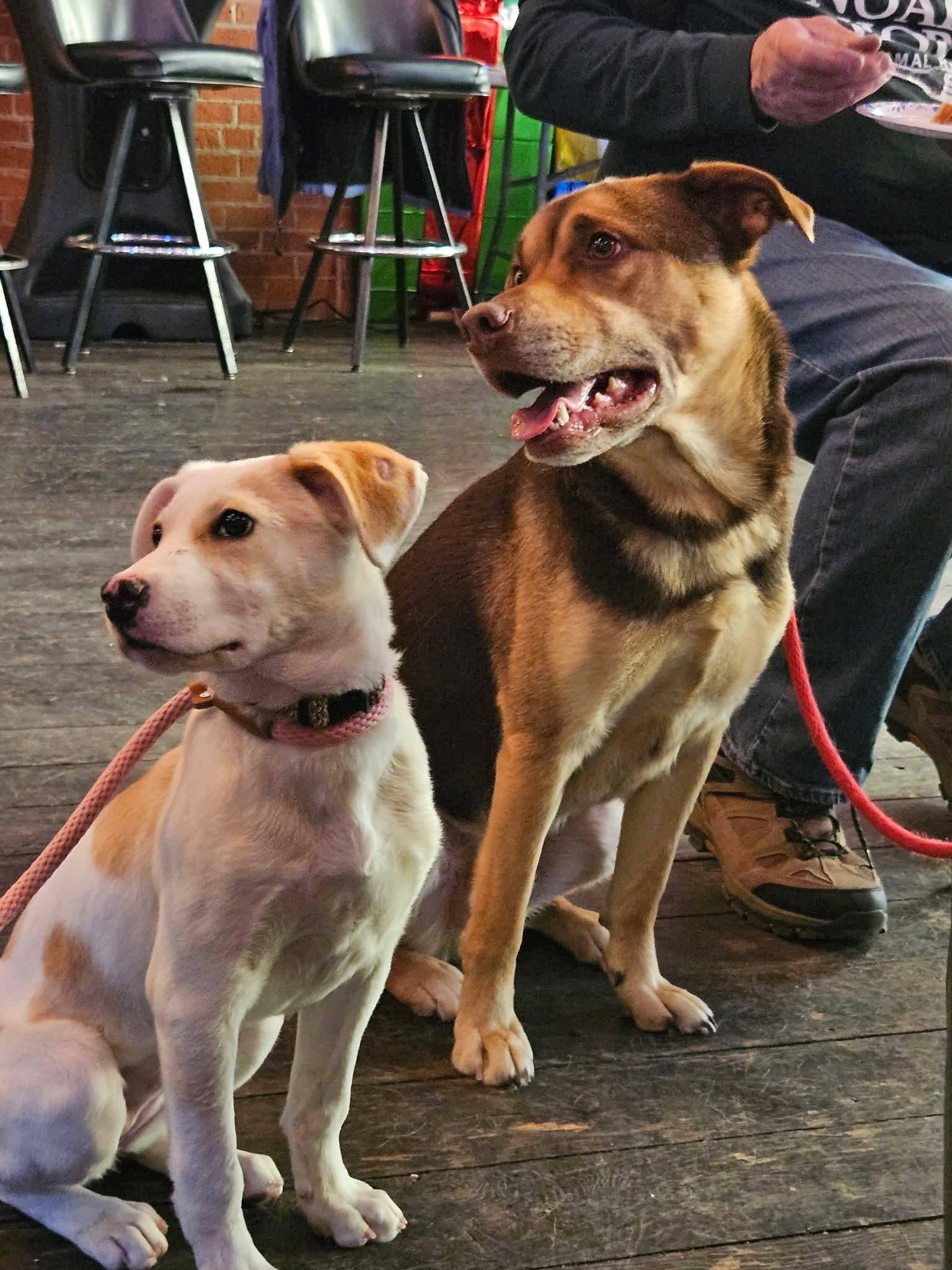 Champagne , an adopted mixed breed in Sioux City, IA image 5/6