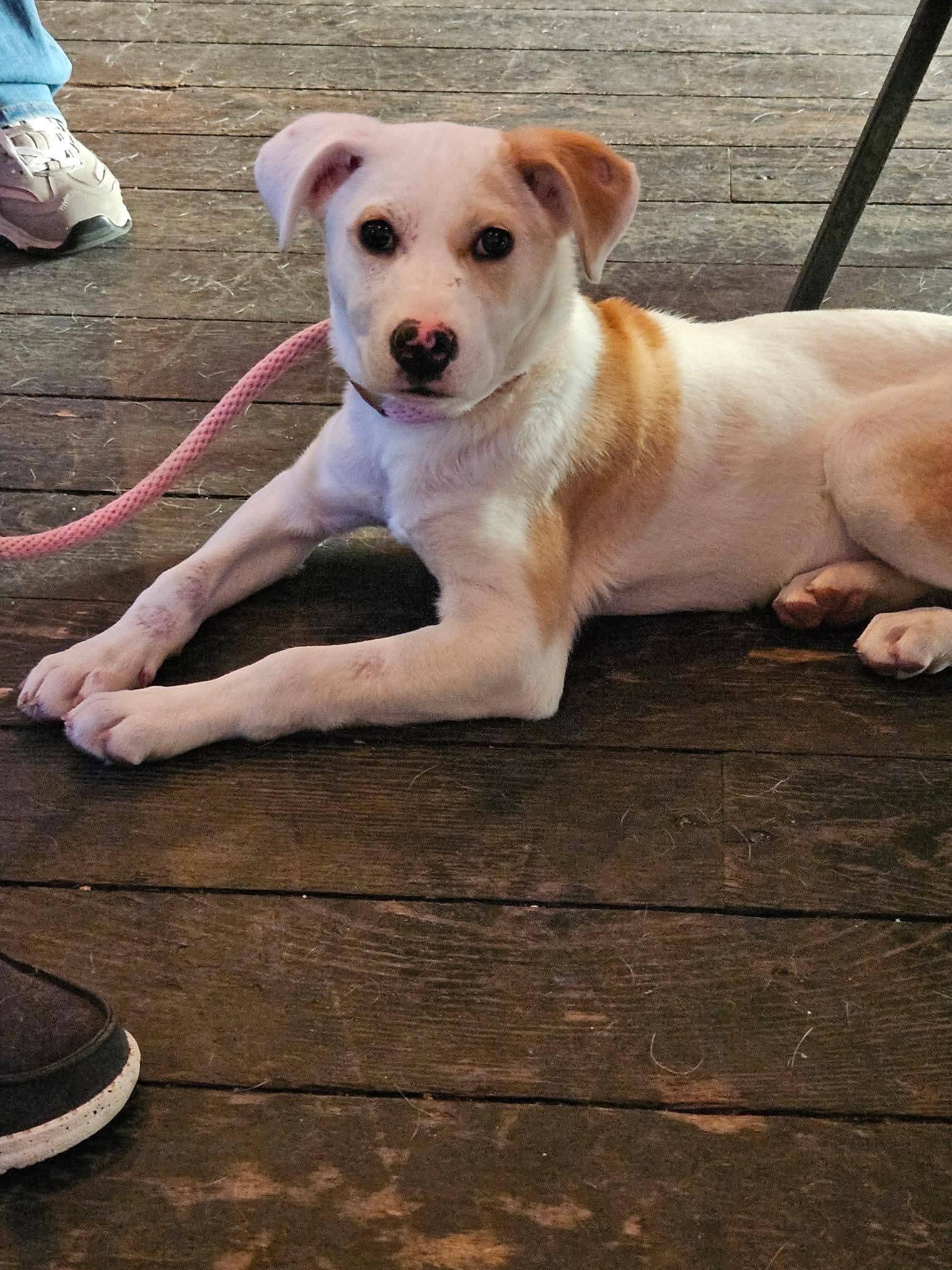 Champagne , an adopted mixed breed in Sioux City, IA image 2/6